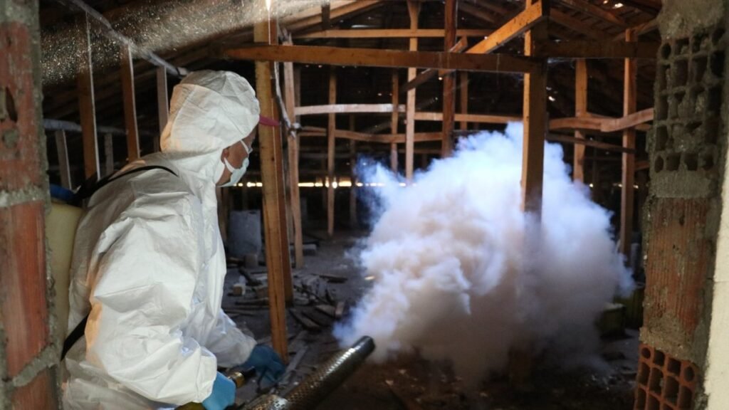 Stink bug threatens crops as control continues in northern Türkiye