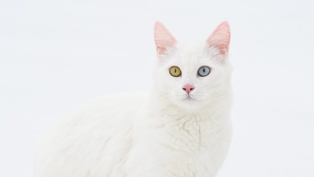 Van cats’ distinctive traits protected through careful breeding