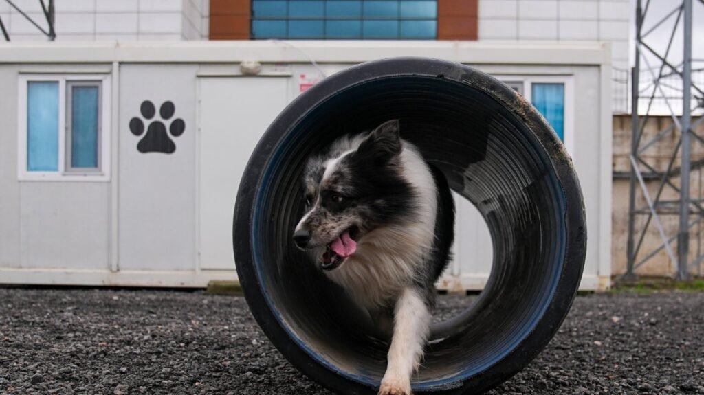 AFAD trains volunteer dogs for disaster response in Istanbul