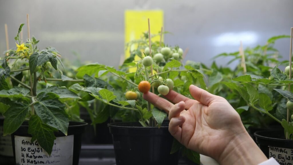 Turkish researchers develop techniques to farm tomatoes on moon