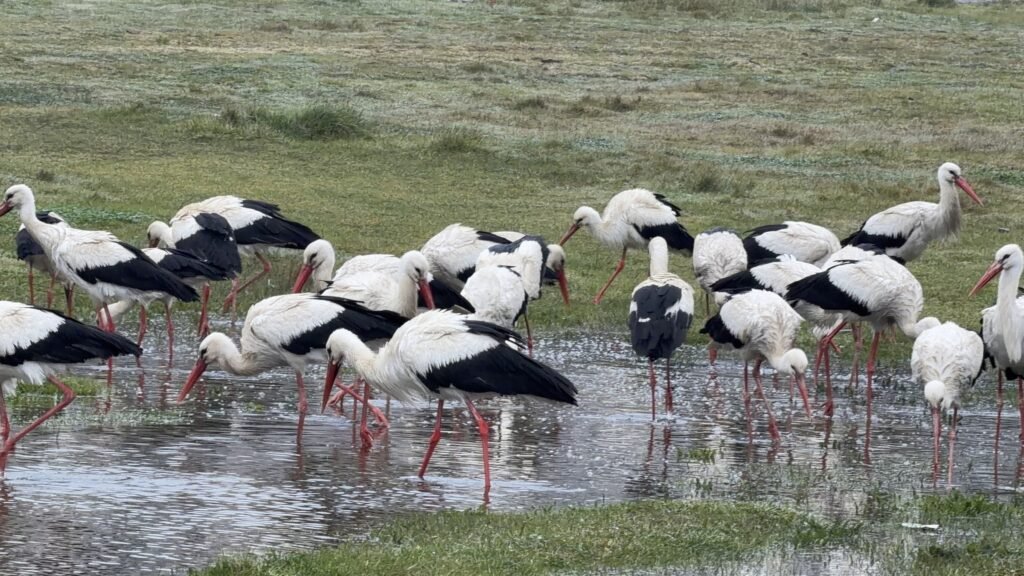Istanbul draws millions of storks along key migration route Istanbul draws millions of storks along key migration route