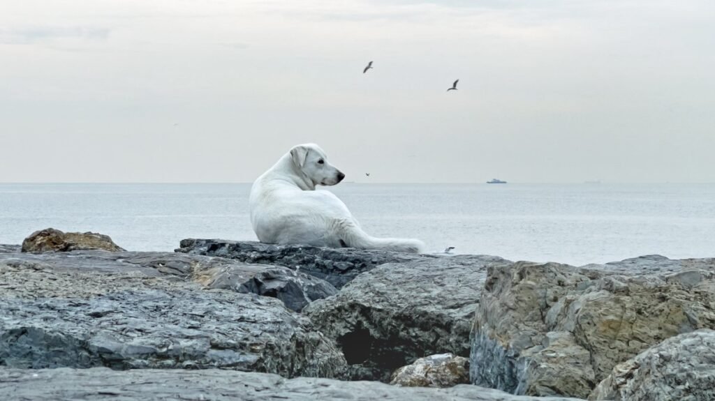Istanbul governor warns municipalities to act on stray dogs Istanbul governor warns municipalities to act on stray dogs