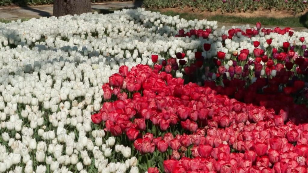 Istanbul welcomes spring as tulips bloom across historic parks