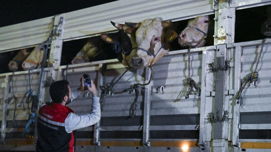 Istanbul braces for Eid rush with expanded livestock controls