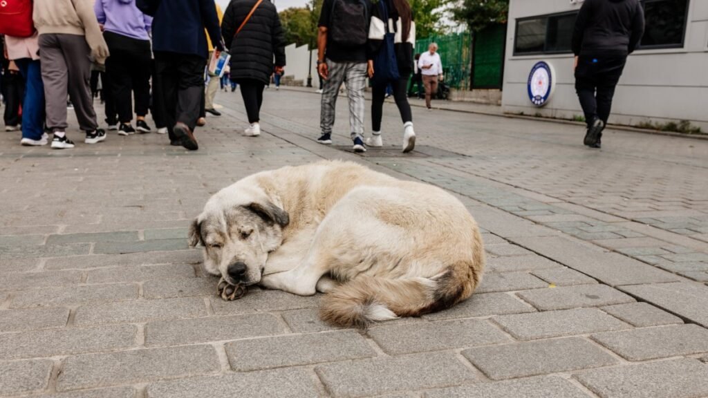Istanbul collects 46% of stray animals, moves toward full control